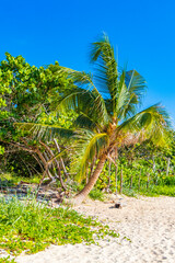 Obraz premium Tropical mexican beach with palm trees Playa del Carmen Mexico.