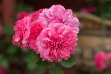Obraz premium Beautiful bush of flowering rose roses in garden