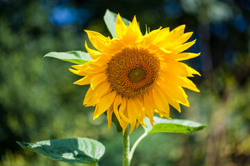 Sunflower banner