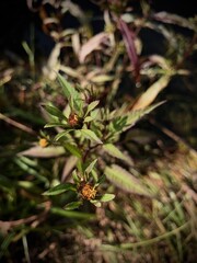 Fototapeta premium flowers and plants
