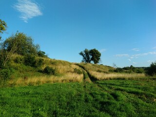 landscape with trees and sky