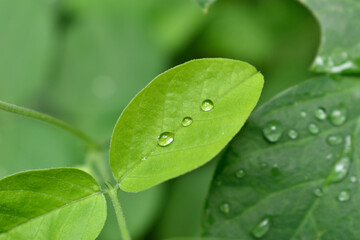 water drops on green leaf- pearls