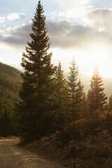 pine trees at sunset in breckenridge colorado