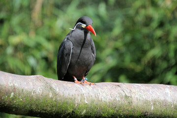 A close up of an Inca Tern