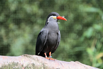 A close up of an Inca Tern