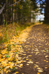 autumn, colorado, aspens, golden, yellow, sunset, alpine, mountains, rocky mountains, fall, golden hour, sunrise, 