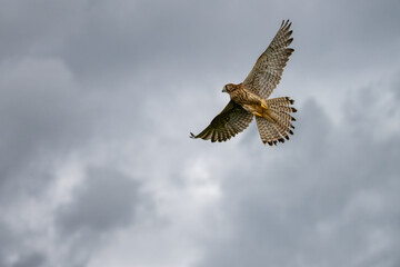Common kestrel (NL: torenvalk) on a cloudy day