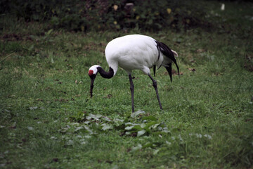 A close up of a Red Crowned Crane