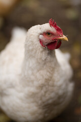 chicken on the farm