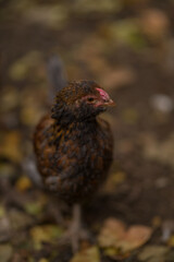 chicken in the farm