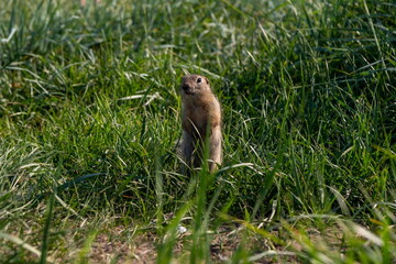 Naklejka na ściany i meble Small rodent gopher, of squirrel family, stands like a post on its hind legs,among green grass in the natural habitat of wild nature in summer.