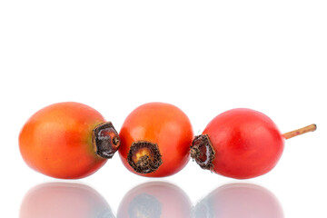 Three bright red ripe wild rose berries, close-up, isolated on white.