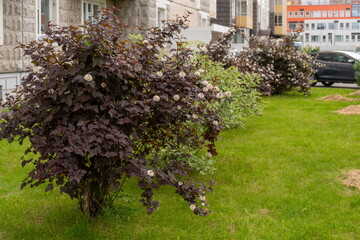 Flowering bushes of the ornamental garden spirea Kalinolistina with dark burgundy leaves grow in front of a residential building in the city on a summer day.