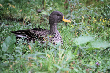 Yellow Billed Duck in the grass
