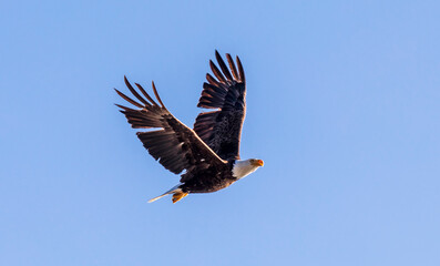 American bald eagle with two wings spread while flying in a blue clear sky