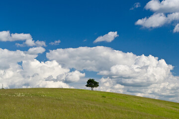 Single tree on the meadow at summer - blue sky and clouds background.