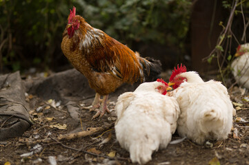 rooster in the farm