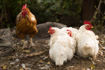 range chicken on farm, rooster in the farm