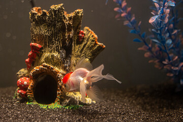 Small Goldfish swimming in aquarium