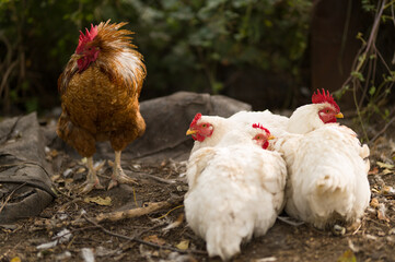 range chicken on farm, rooster in the farm