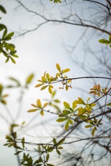 Close up green leaf Texture background with light behind