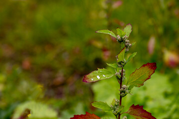 Close up of the herb lambsquarters.