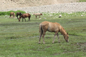 Naklejka na ściany i meble herd of horses in field