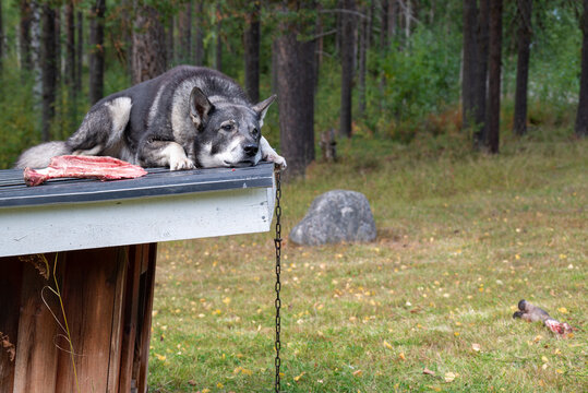 Moose hunting dog taking rest.