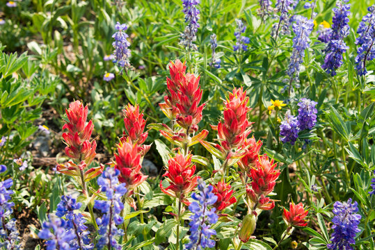 Fields of wildflowers on the Teton Crest Trail, Grand Teton National Park, Wyoming, USA