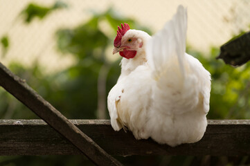 white chicken on a fence