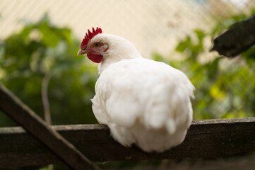 white chicken on a fence
