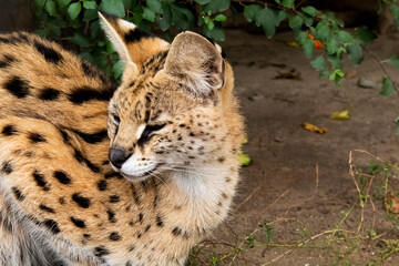 A spotted predatory cat is lying resting - a serval and look back. photo close-up in profile.