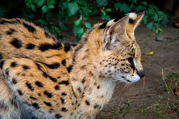 Naklejka na ściany i meble A spotted predatory cat, a serval, is resting, a close-up photo in profile.