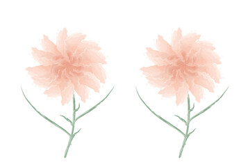 watercolor flower illustration  clipart