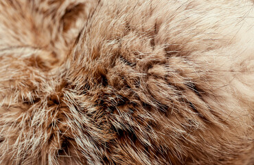 Black fox fur close up. Background of gray animal fur chinchilla, texture of fur pile.