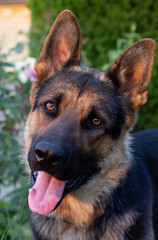 German Shepherd in the background of flowerbeds with fragrant flowers. Portrait of a Shepherd close-up.