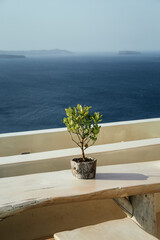 Potted plant against sea view in village of Santorini Oia