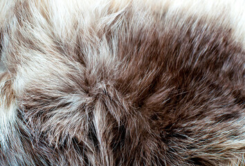 Fototapeta premium Black fox fur close up. Background of gray animal fur chinchilla, texture of fur pile.