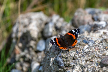 Admiral Schmetterling auf einem Felsen sitzend