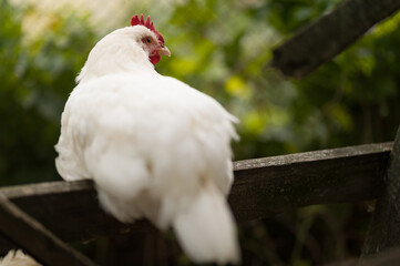 white chicken on a fence