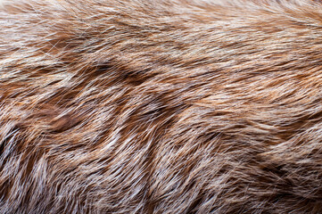 Fototapeta premium Black fox fur close up. Background of gray animal fur chinchilla, texture of fur pile.