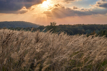Fields of wild grass and the sunset
