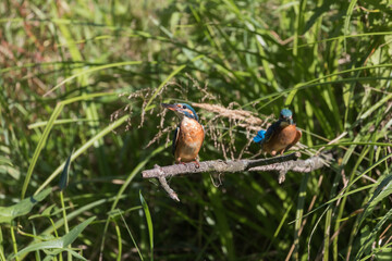 Two common kingfishers Alcedo atto are sitting on a stick by the river, beautiful colorful birds on a branch and hunting for fish.