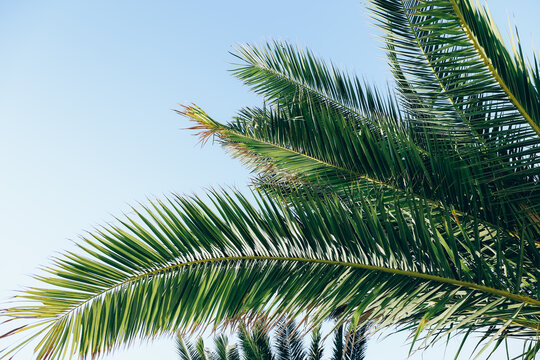 Leaves of palm tree on blue sky background