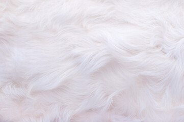 White animal fur. Weasel or cat hair. Fur clothes, white fur coat close up.