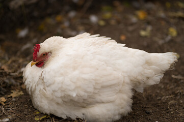 white chicken on the farm