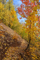 Tourist mountain trail among the picturesque autumn forest, in which aspen, maple and linden grow