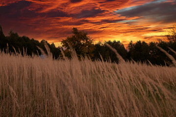 Sunset in fields of wild grass