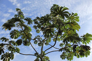 Árvore de nome científico Cecropia glaziovii