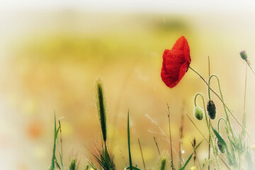 Red poppy in the field on a rainy day